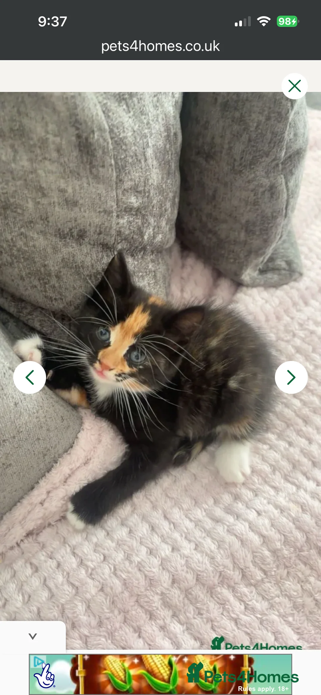 Domestic Shorthair cats for sale: Kitties to rehome with EVERYTHING INCLUDED  - Advert 2