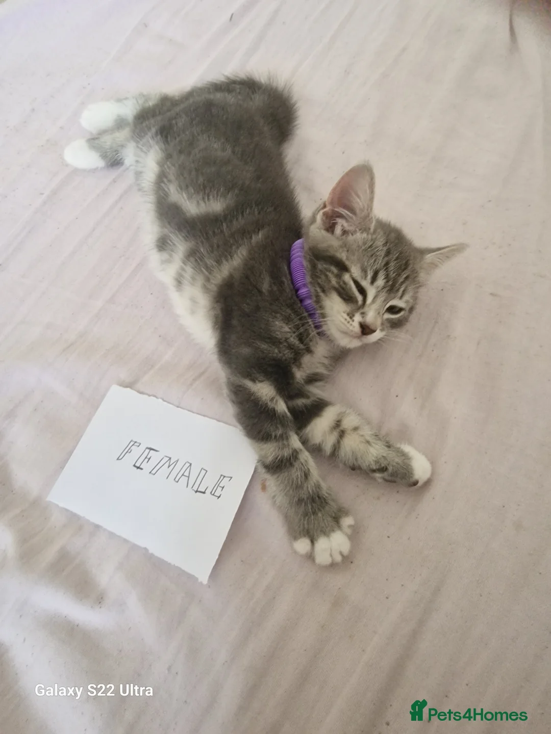 Mixed Breed cats for sale: Kittens - Advert 13