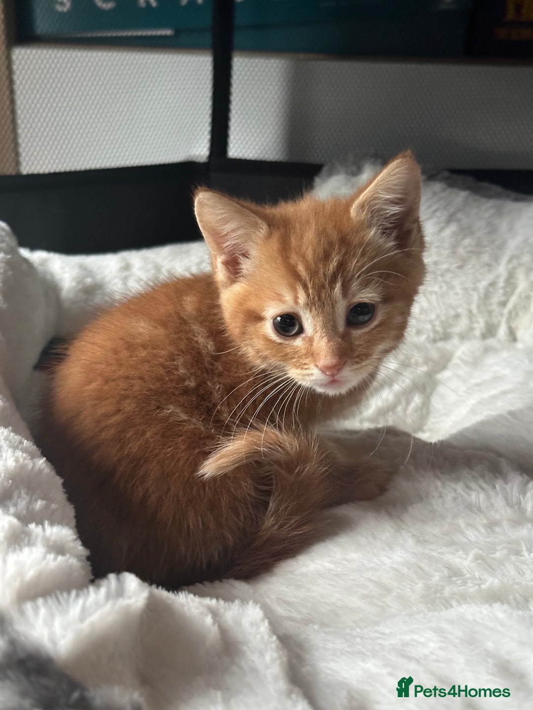 Mixed Breed cats for sale: 2 Gorgeous kittens available  - Advert 1