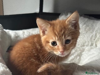 Mixed Breed cats 2 Gorgeous kittens available - Advert 1