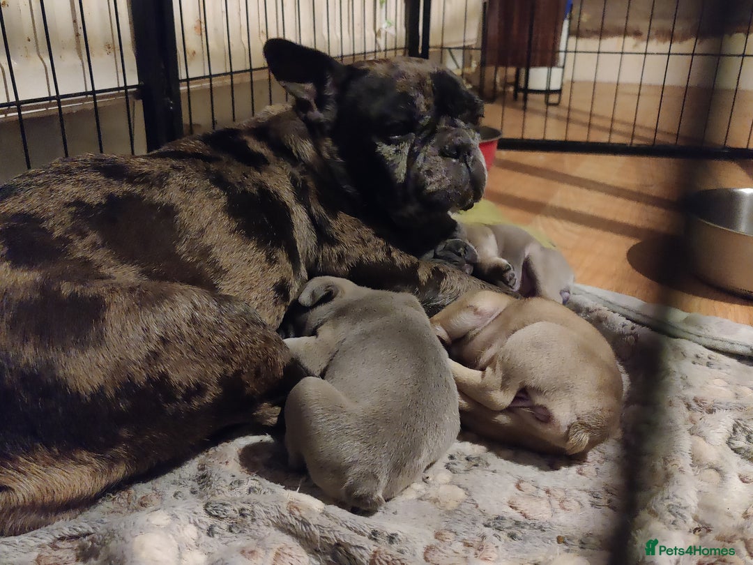 French Bulldog dogs for sale: French bulldog puppies  - Image 12