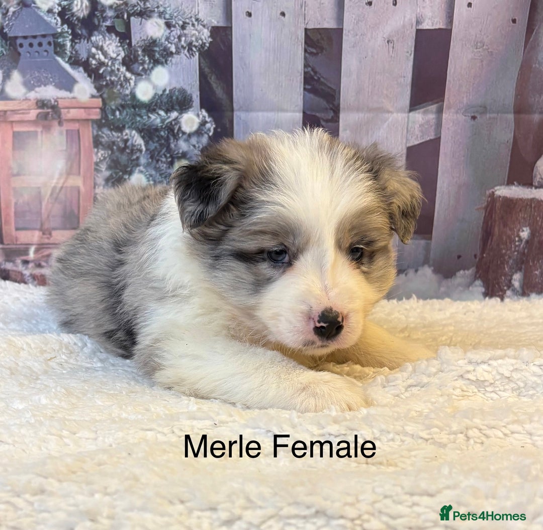 Border Collie dogs for sale: Quality KC Show Line Border Collies 🏅🧬 - Advert 2