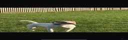 Mixed Breed dogs for sale: REHOMING in Exeter - Advert 5