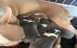 Boston Terrier dogs for sale: Boston terrier puppies - Image 3