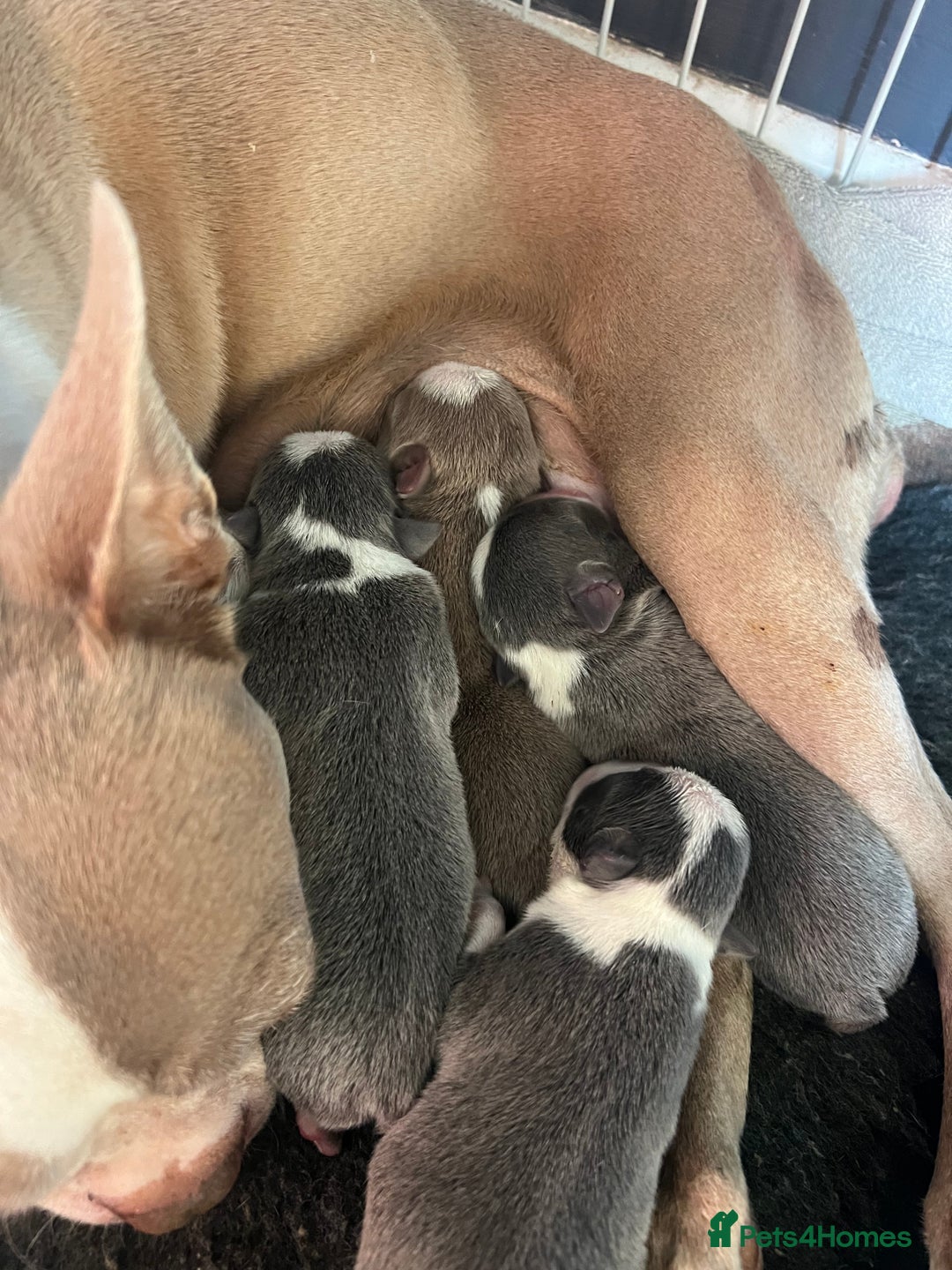 Boston Terrier dogs for sale: Boston terrier puppies - Image 3