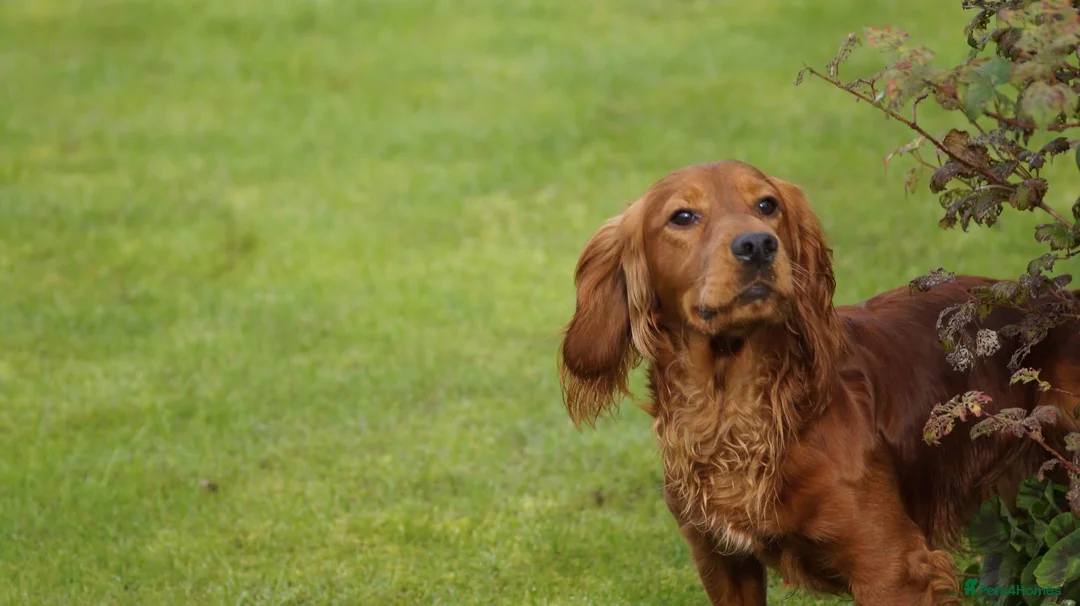 Cocker Spaniel dogs for stud: Well bred working red cocker spaniel in Chesterfield - Advert 5