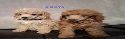 Miniature Poodle dogs for sale: Beautiful poodle pups - Advert 10