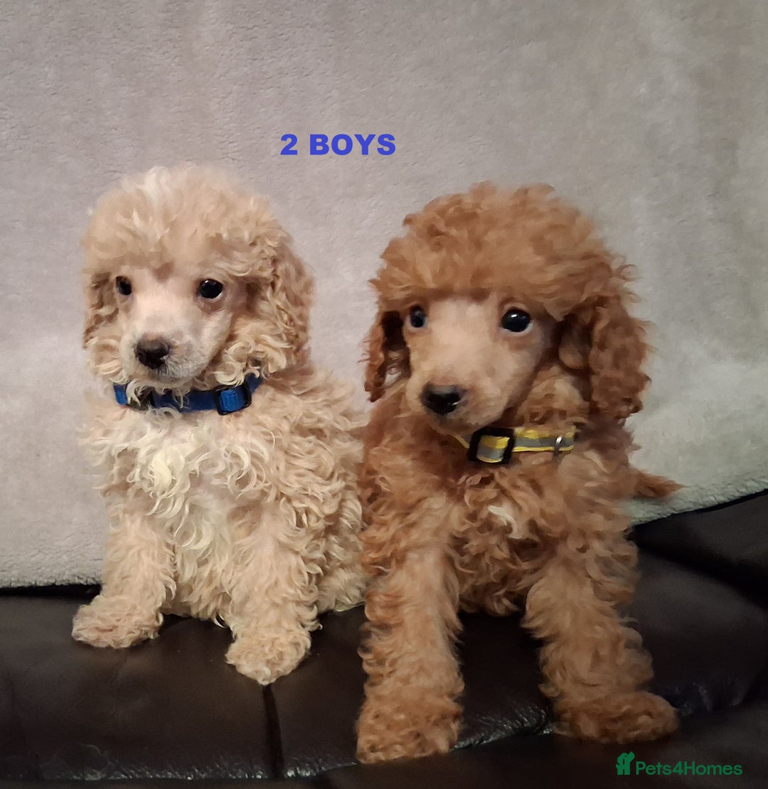 Miniature Poodle dogs for sale: Beautiful poodle pups - Advert 10