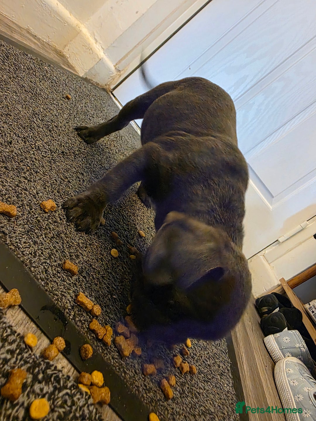 French Bulldog dogs for sale: Frenches  - Image 2