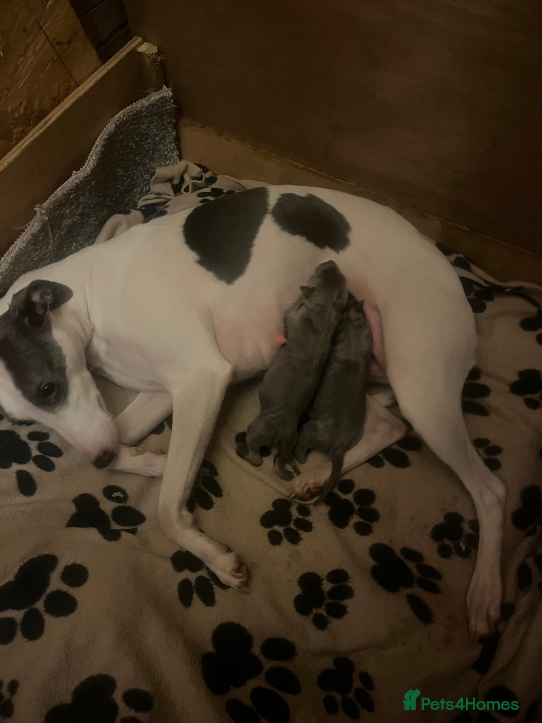 Whippet dogs for sale: Two blue whippets  - Advert 1