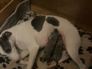 Whippet dogs Two blue whippets - Advert 6