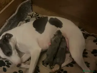 Whippet dogs Two blue whippets - Advert 7