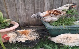 Chickens poultry for sale: Frazzler & silkie x pekin bantams - Image 3