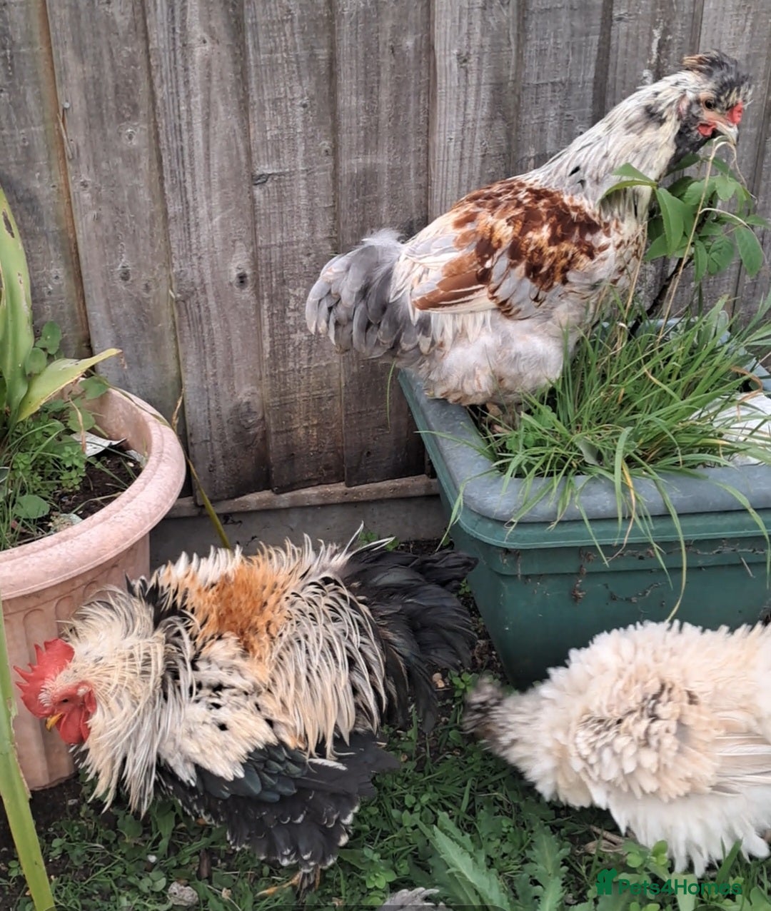 Chickens poultry for sale: Frazzler & silkie x pekin bantams - Image 3