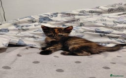 Mixed Breed cats for sale: 3 kittens, ready to leave on nov 25 - Advert 3