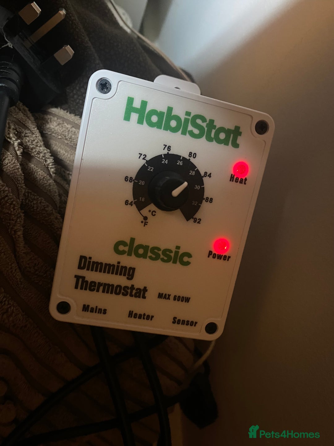 Leopard Gecko reptiles for sale: Leopard gecko for rehome  - Advert 6