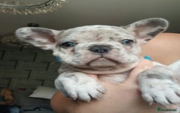 French Bulldog dogs for sale: Stocky frenchys 🏡😍 - Image 3