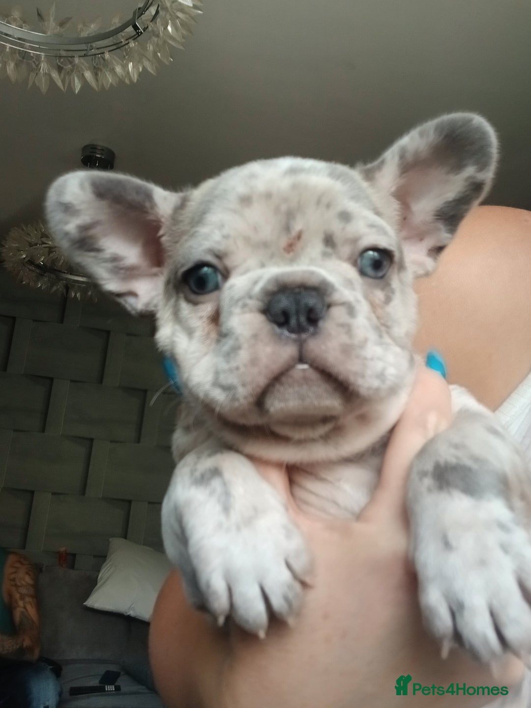 French Bulldog dogs for sale: Stocky frenchys 🏡😍 - Image 3