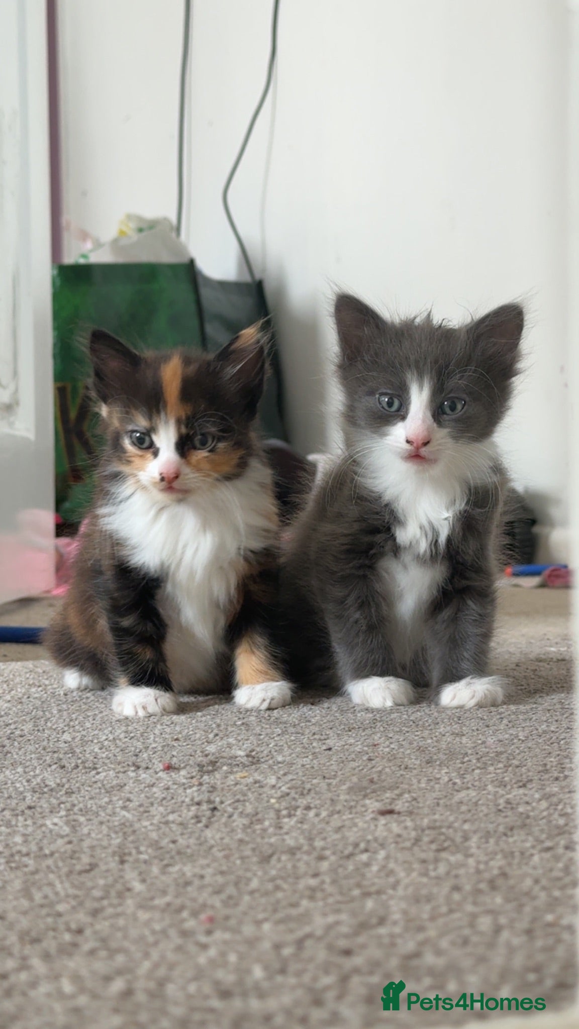 British Longhair cats Extremely fluffy kittens  - Advert 1