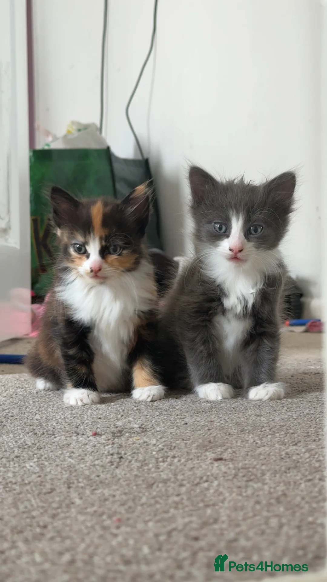 British Longhair cats for sale: Extremely fluffy kittens  - Advert 1