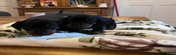 Dachshund dogs for sale: Puppies miniature Dachshund  - Advert 9