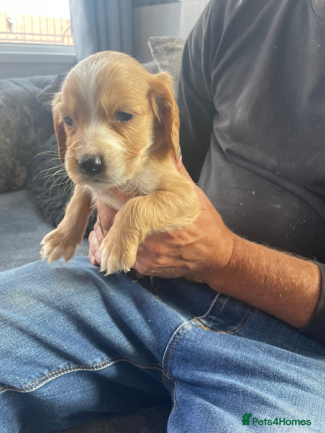 Cocker Spaniel dogs for sale: Cocker spaniel pups - Image 7