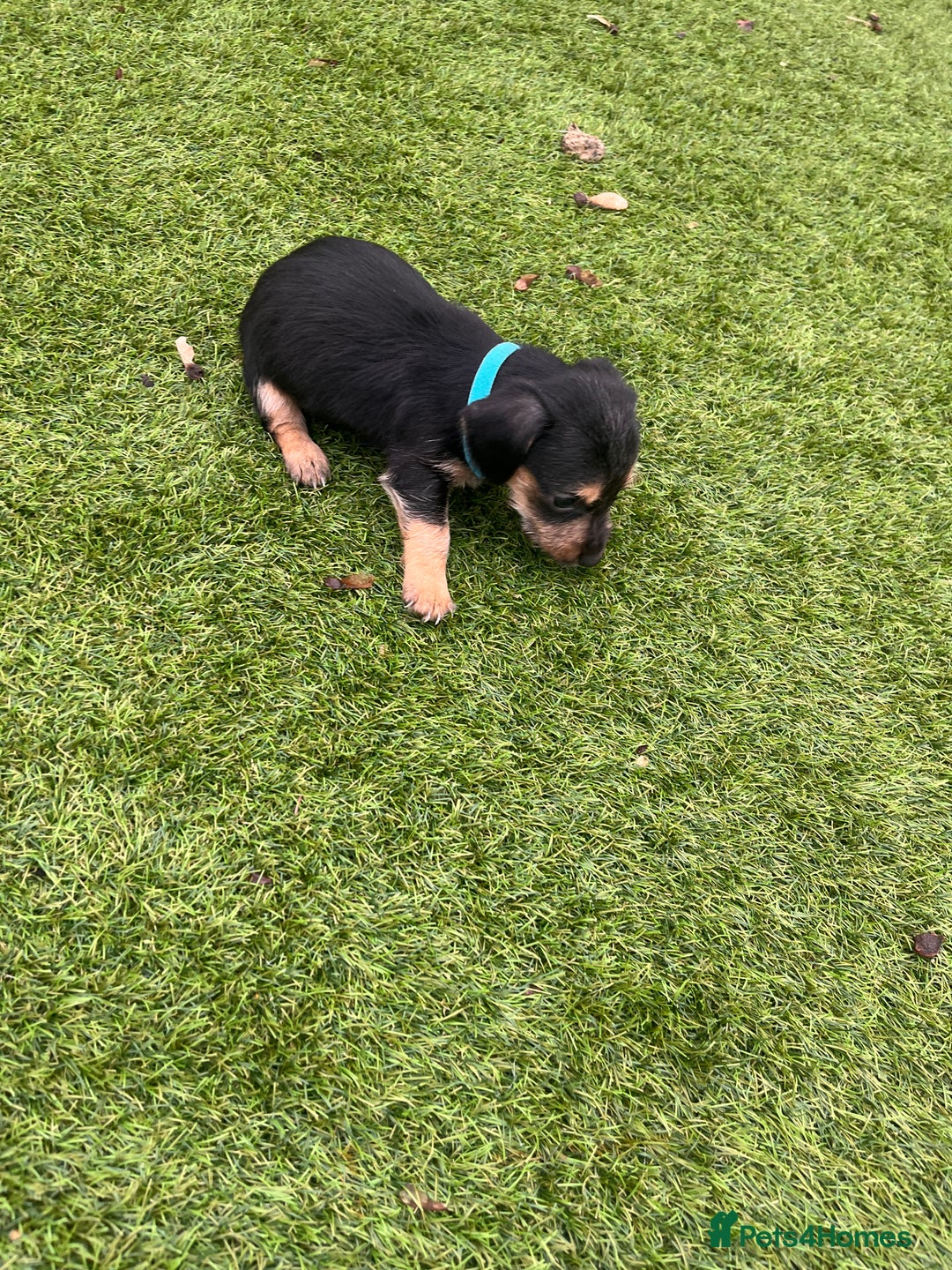 Mixed Breed dogs for sale: 5 beautiful jackshund puppies for sale - Advert 30