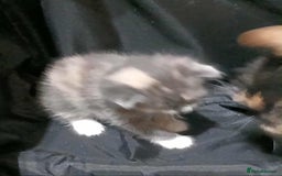 Mixed Breed cats for sale: Mixed breed kittens  - Image 11