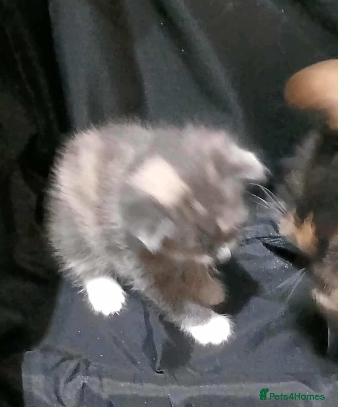 Mixed Breed cats for sale: Mixed breed kittens  - Image 11