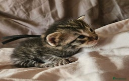 Russian Blue cats for sale: Mix Russian Blue and Maine Coon - Image 10