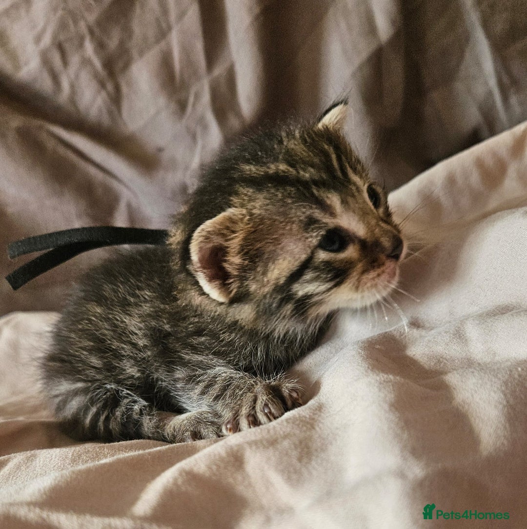 Russian Blue cats for sale: Mix Russian Blue and Maine Coon - Image 10
