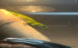 Gecko reptiles for sale: Giant Day Gecko plus bioactive enclosure - Image 6