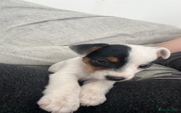 Jack Russell dogs for sale: Ruby  - Image 12