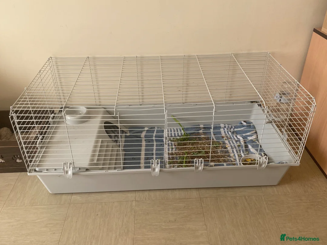 Guinea Pig rodents for sale: Guinea pig female - Advert 3