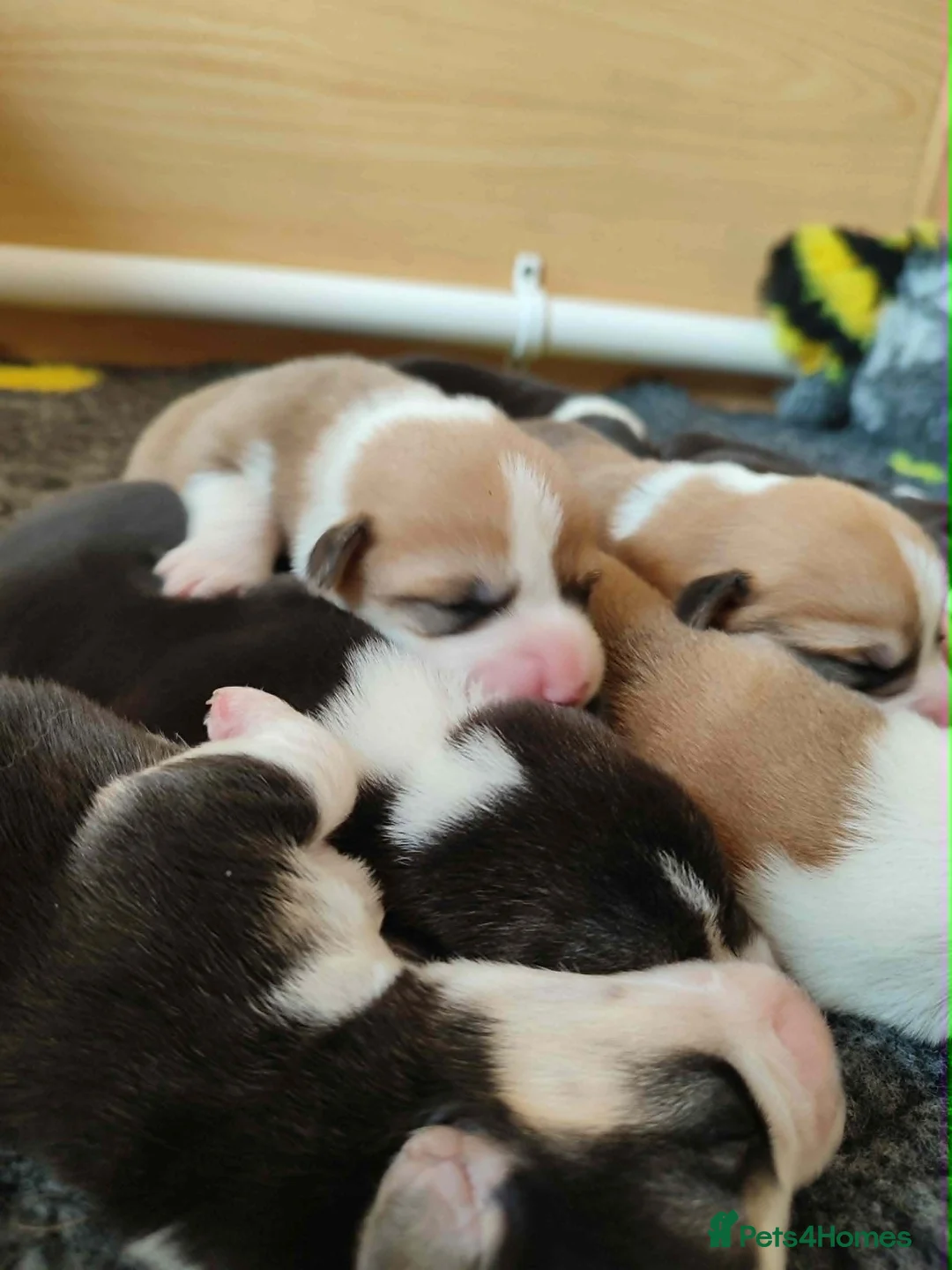 Welsh Corgi Pembroke dogs for sale: Welsh Corgi (Pembroke) - Advert 2
