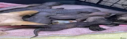 Sphynx cats for sale: Beautiful coloured kittens Spinx   - Advert 7