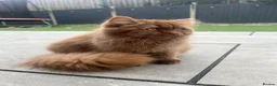 British Longhair cats for sale: Cinnamon British long hair girl 🧡 - Advert 11