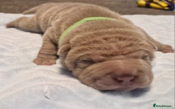 Shar Pei dogs for sale: Male Shar peis - Image 22