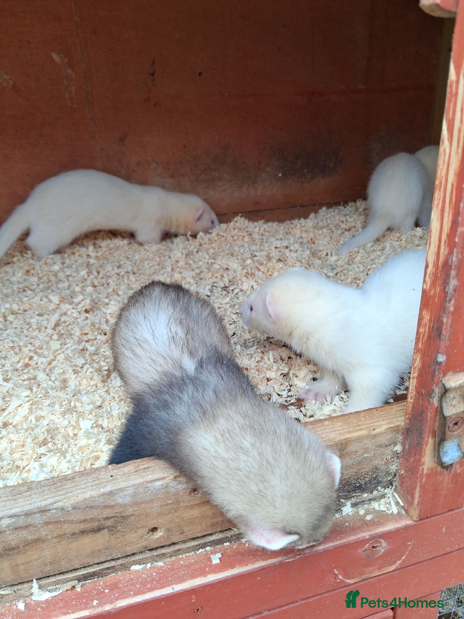 Ferret rodents Ferret kits - Advert 1