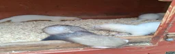 Ferret rodents for sale: Ferret kits - Advert 1