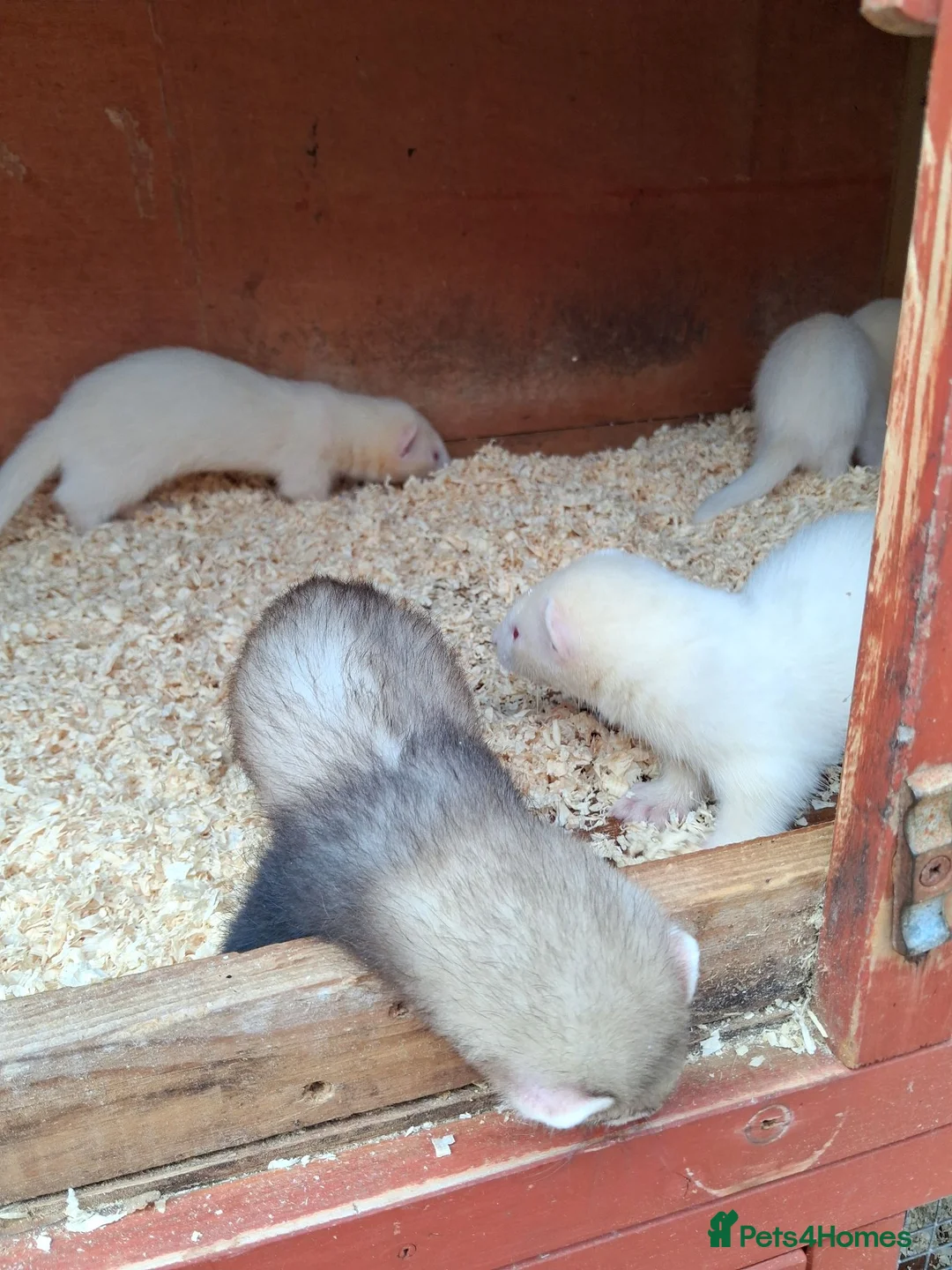 Ferret rodents for sale: Ferret kits - Advert 1