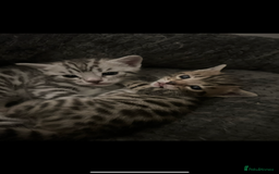 Bengal cats for sale: One Bengal male Remaining - Advert 5