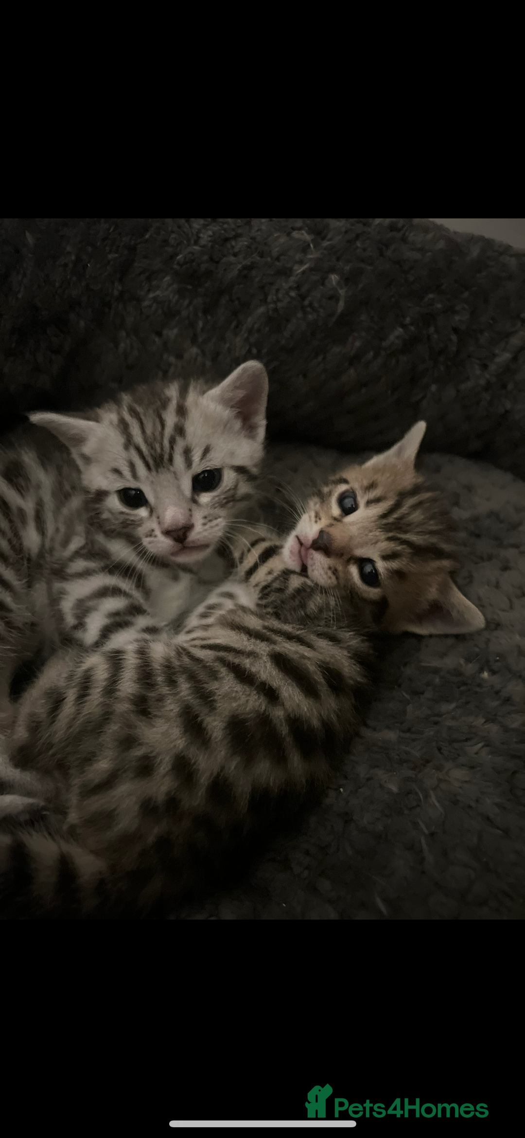 Bengal cats for sale: One Bengal male Remaining - Advert 5