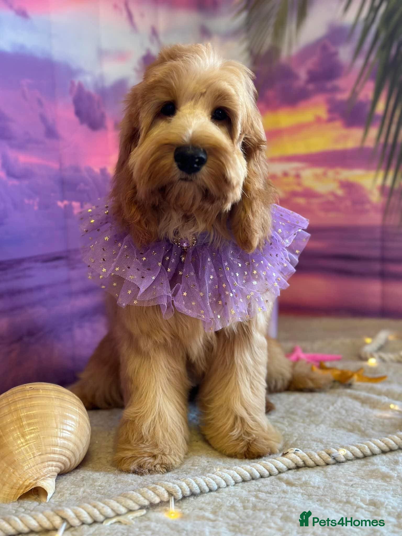 Cockapoo dogs Adorable Cockapoo Puppies  - Advert 8