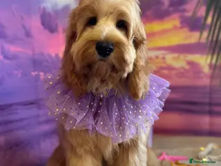 Cockapoo dogs Adorable Cockapoo Puppies - Advert 8