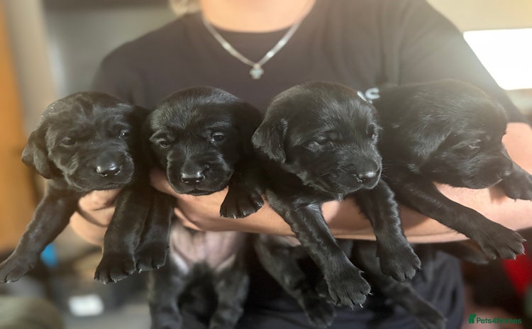 Labrador Retriever dogs - Advert 12