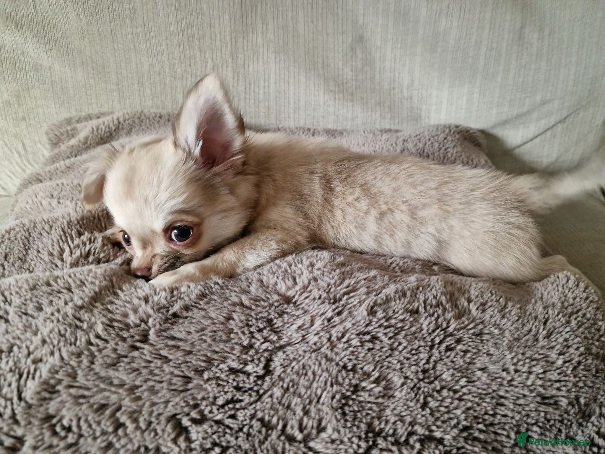 Chihuahua dogs REDUCED Chihuahua Puppies READY NOW - Advert 7