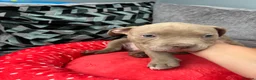 American Bully dogs for sale: American bully puppies  - Advert 15