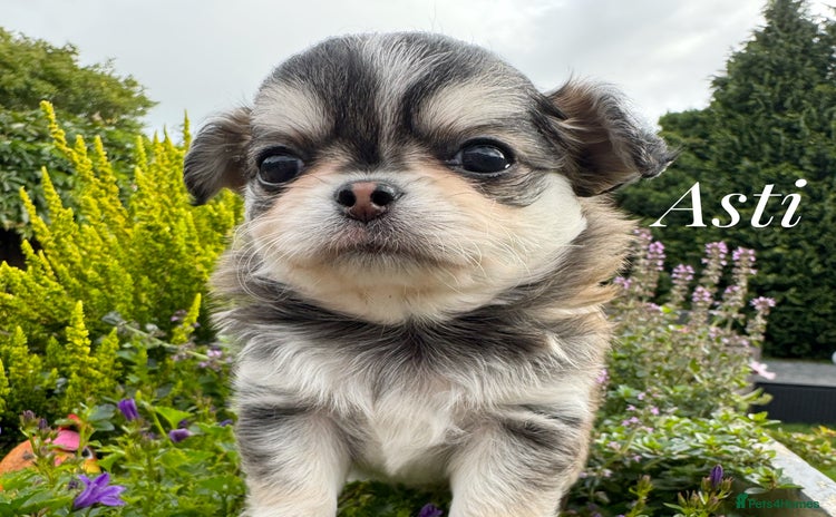 Chihuahua dogs - Advert 1