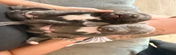Staffordshire Bull Terrier dogs for sale: Outstanding Blue Staffordshire Bull Terrier Puppys - Advert 10